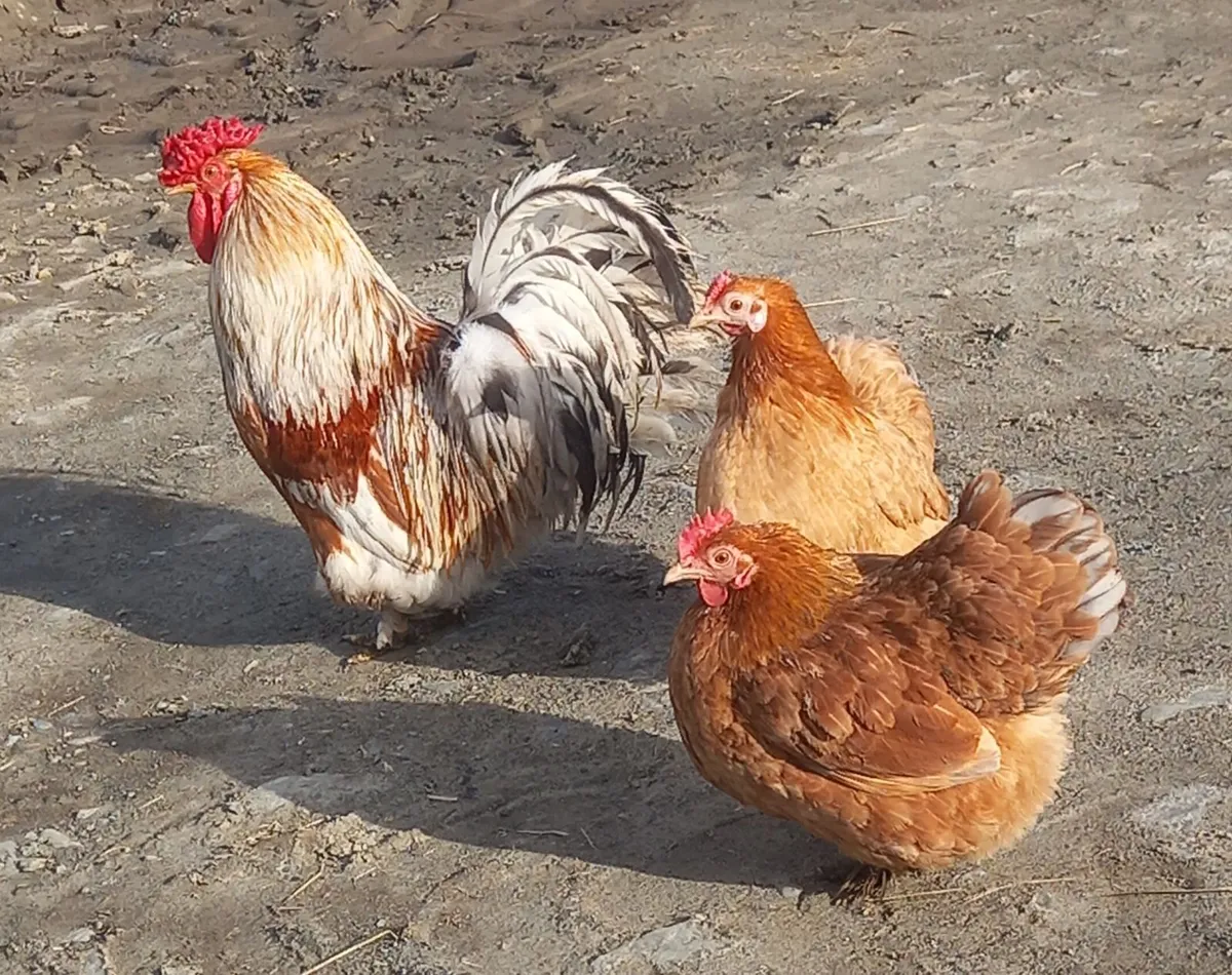 Chickens - Image 1