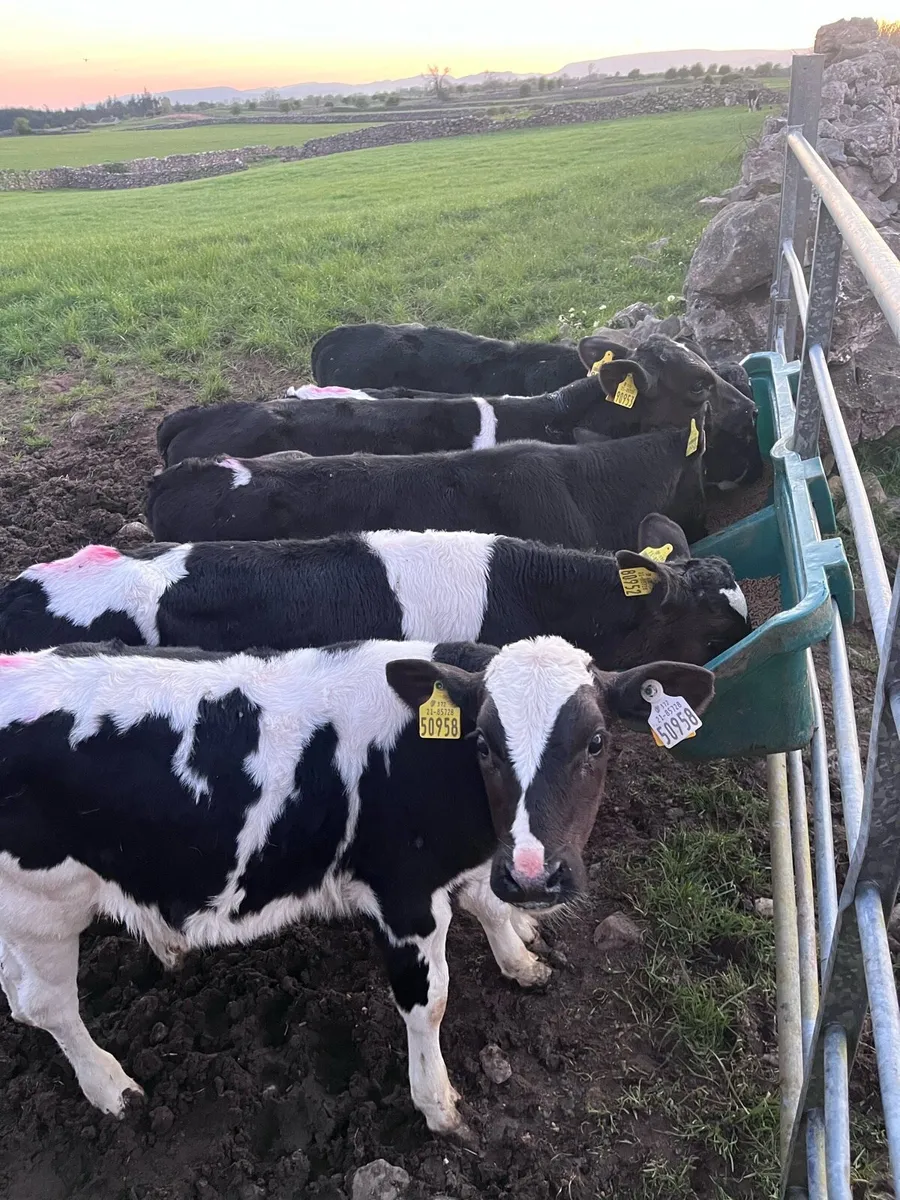 Reared FR bull calves - Image 1