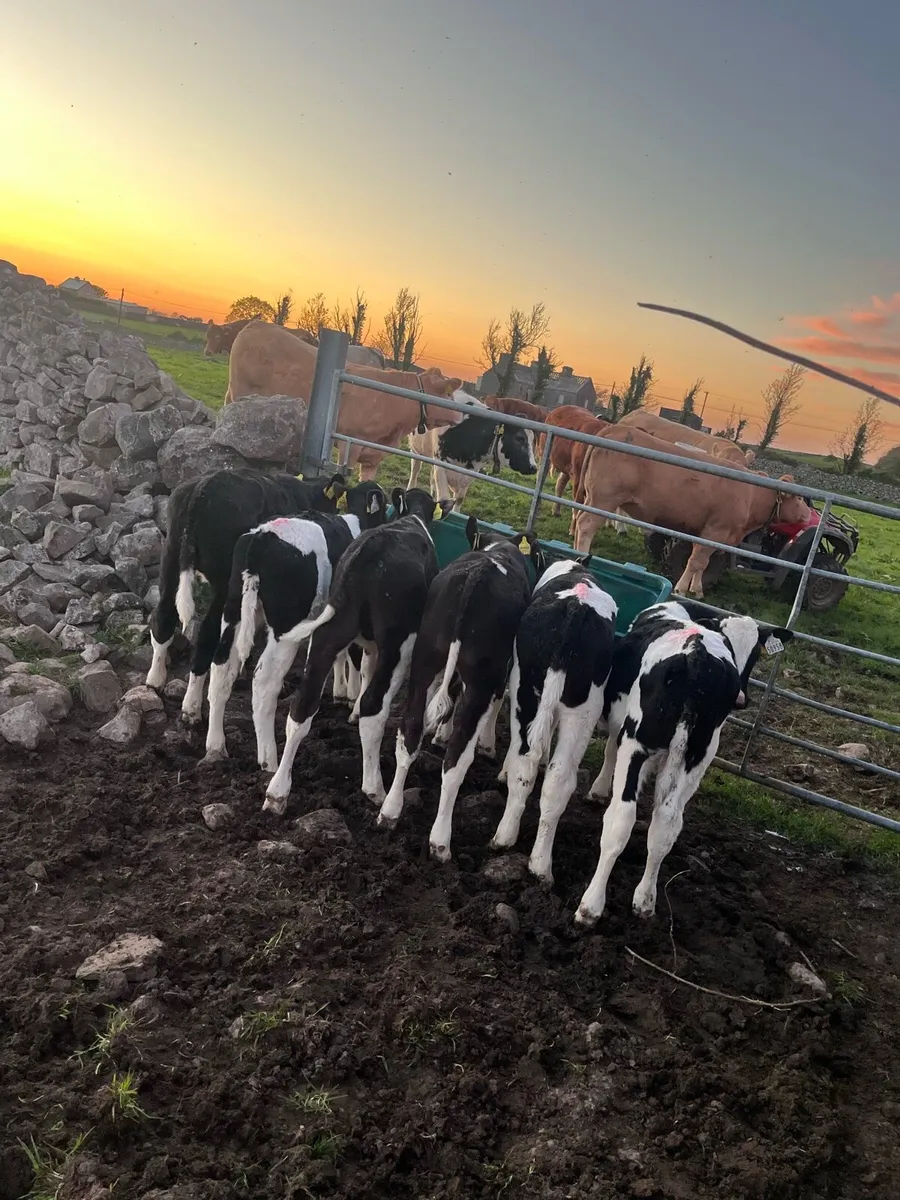 Reared FR bull calves - Image 2