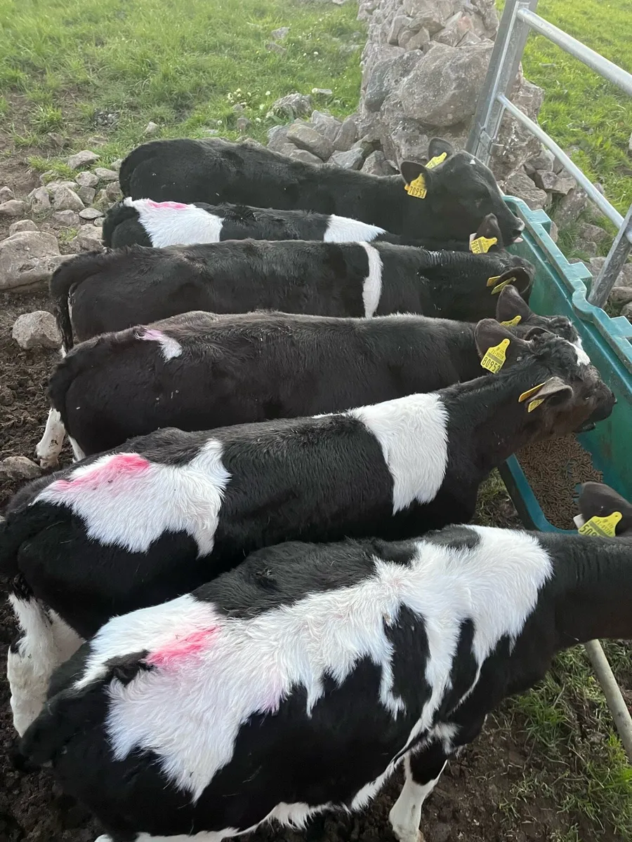 Reared FR bull calves - Image 3