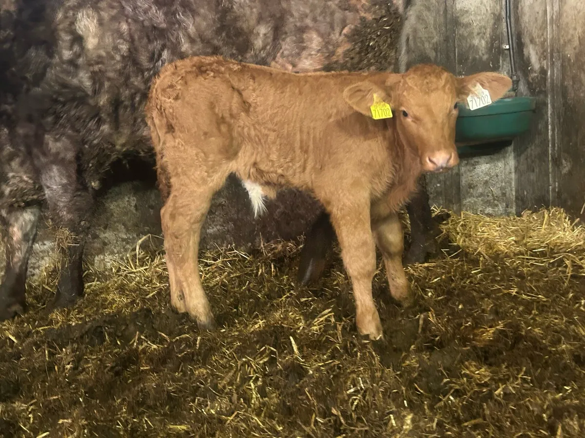 Super suckler breed limousine bull calf - Image 2