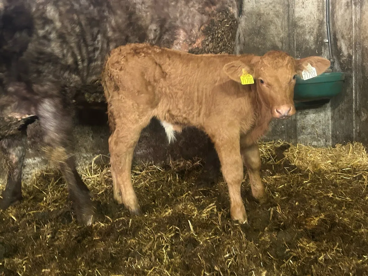 Super suckler breed limousine bull calf - Image 1