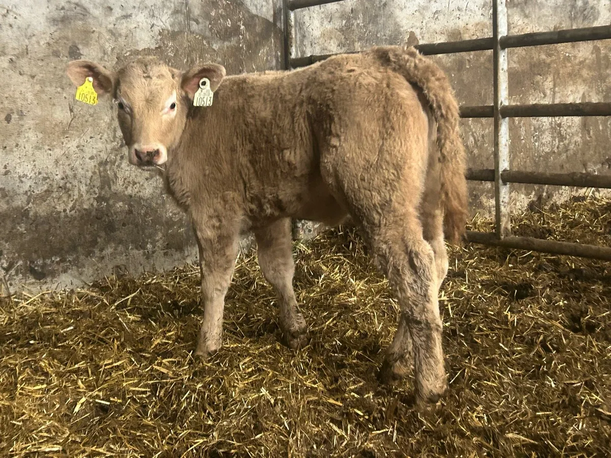 Super u grade golden charlois heifer - Image 2