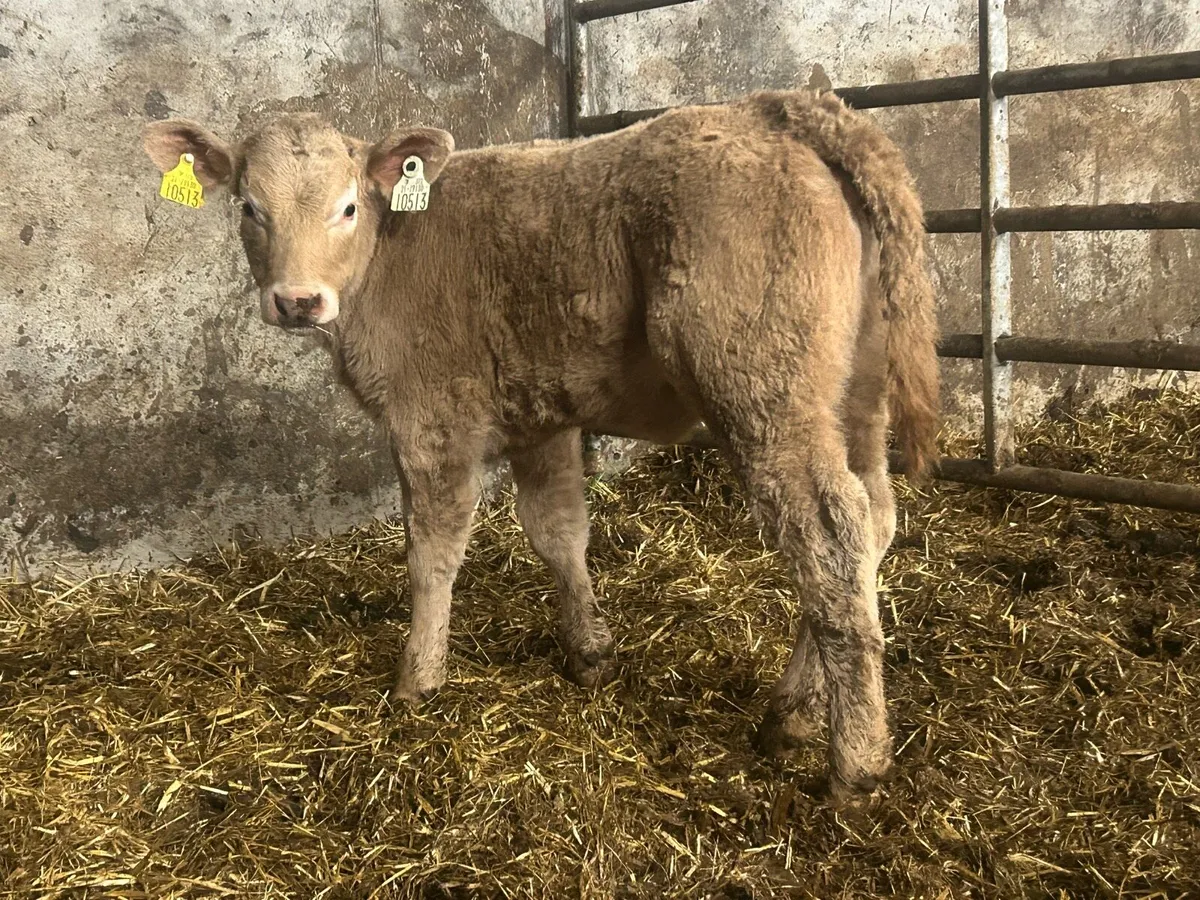 Super u grade golden charlois heifer - Image 3