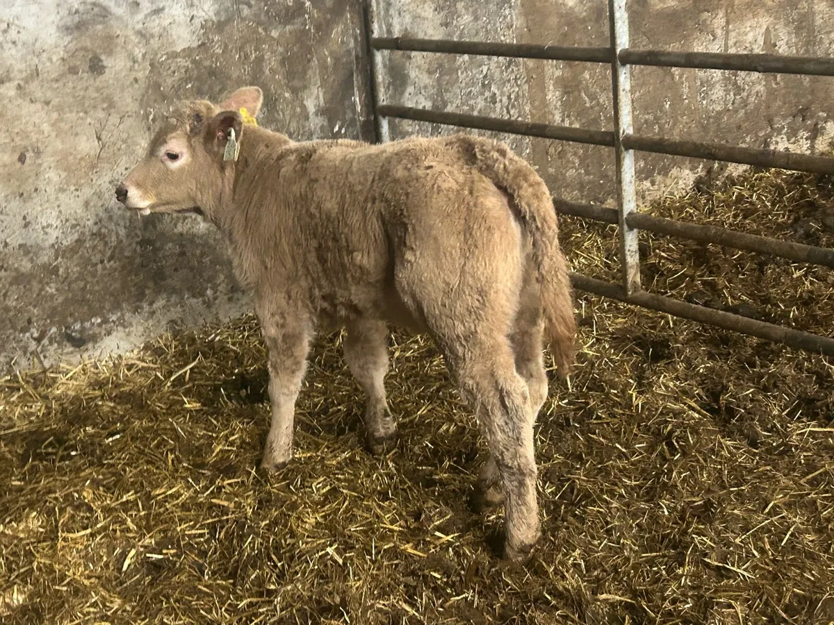 Super u grade golden charlois heifer - Image 4