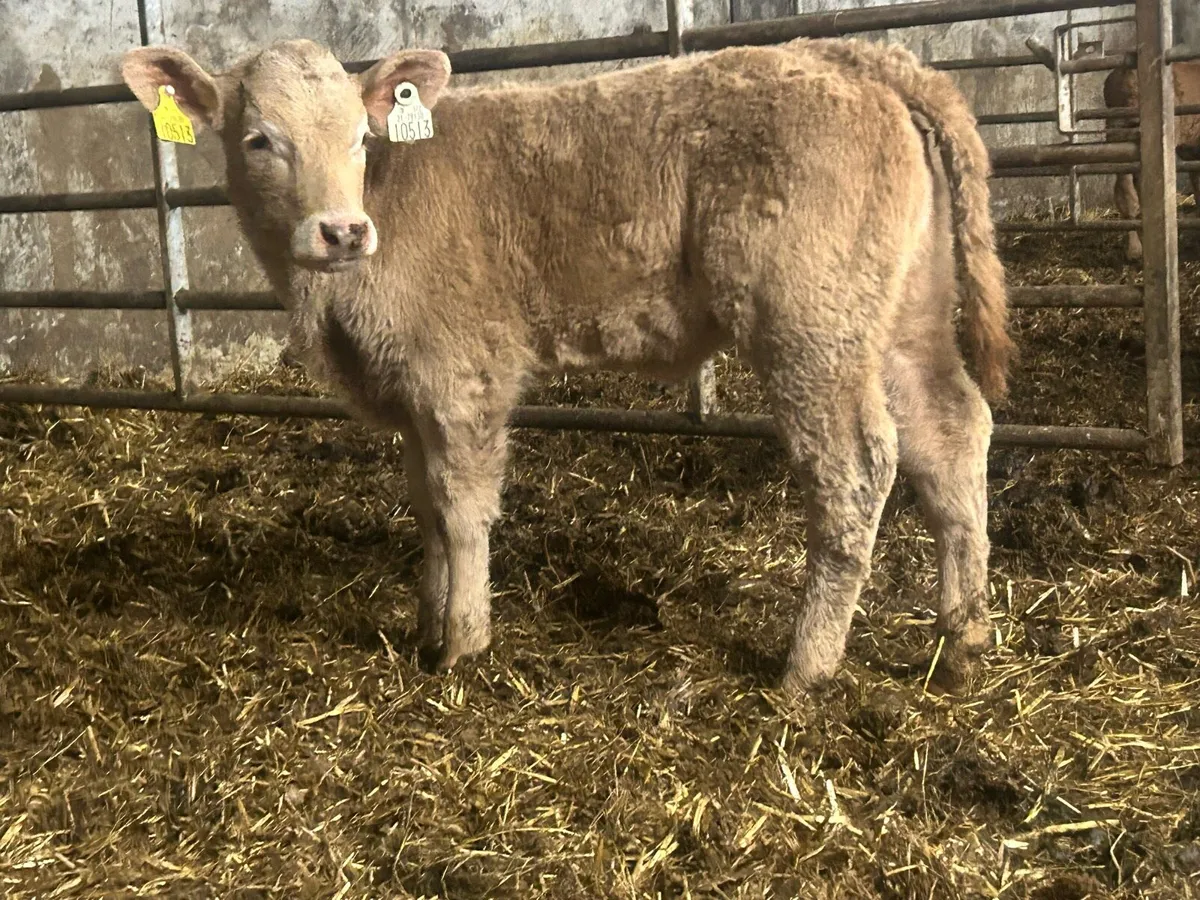 Super u grade golden charlois heifer - Image 1