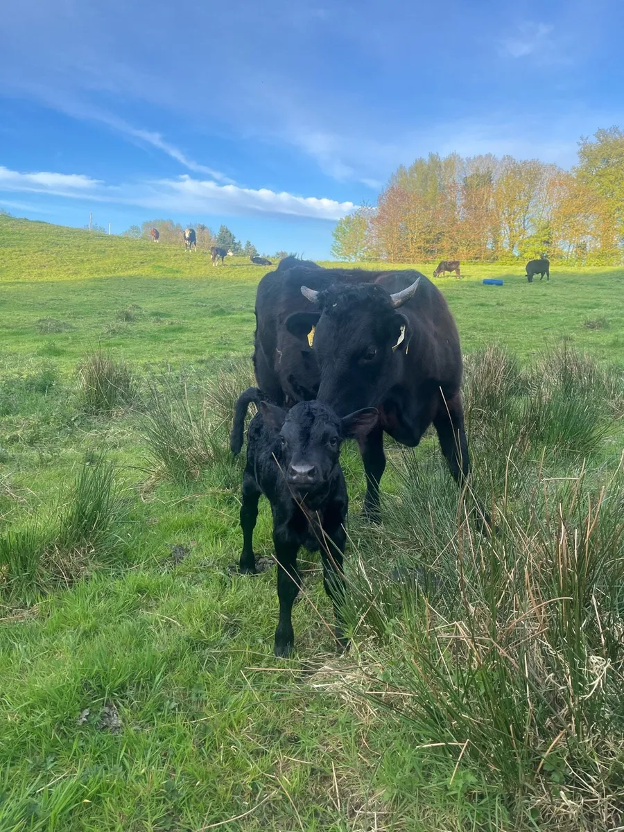 Dexter cow and calf - Image 1