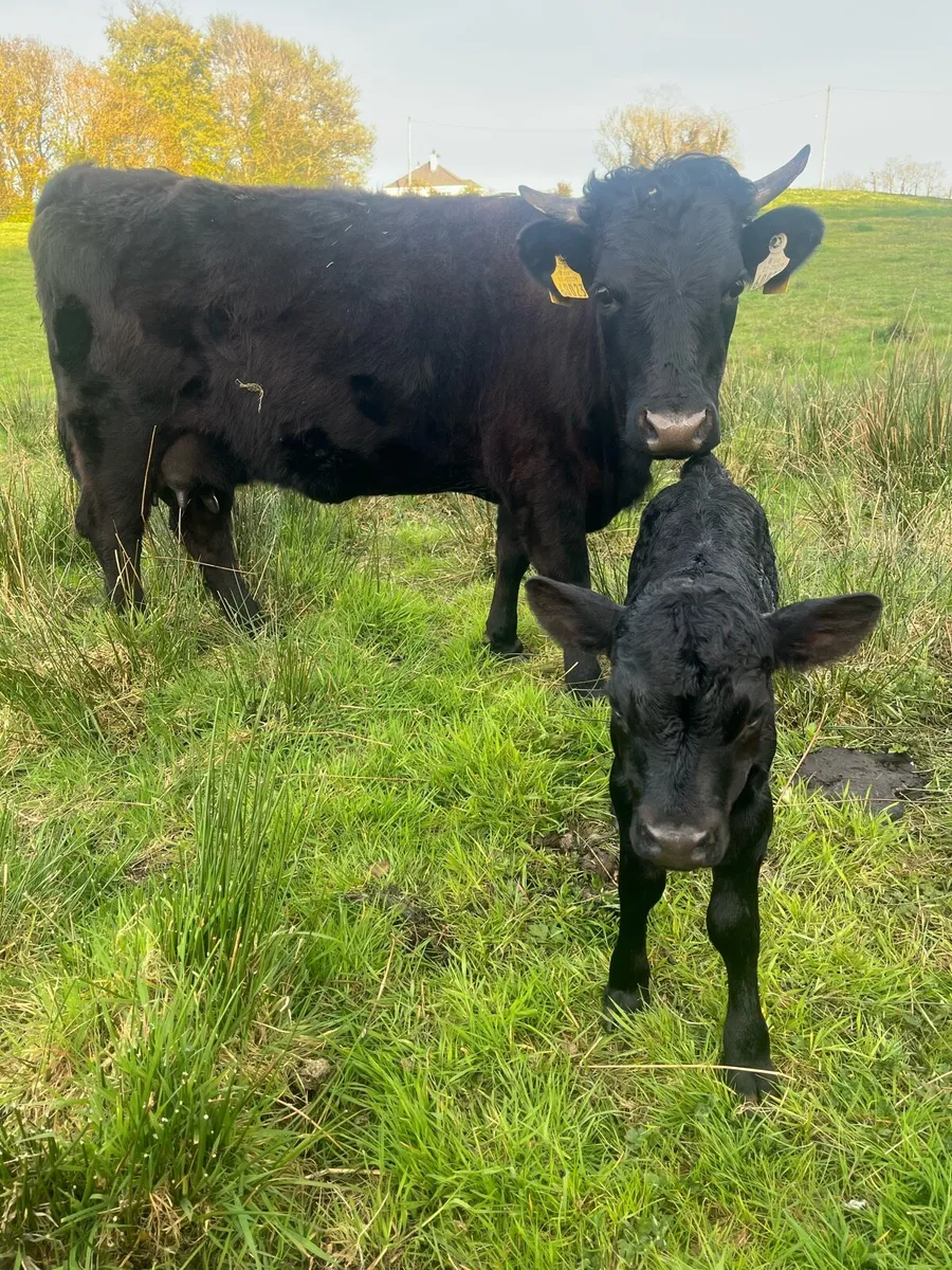 Dexter cow and calf - Image 2