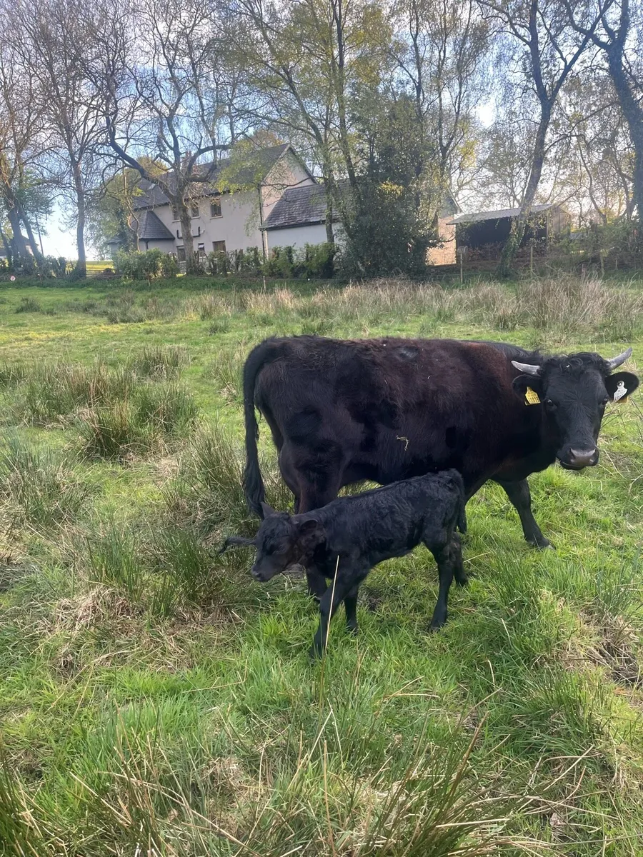 Dexter cow and calf - Image 3