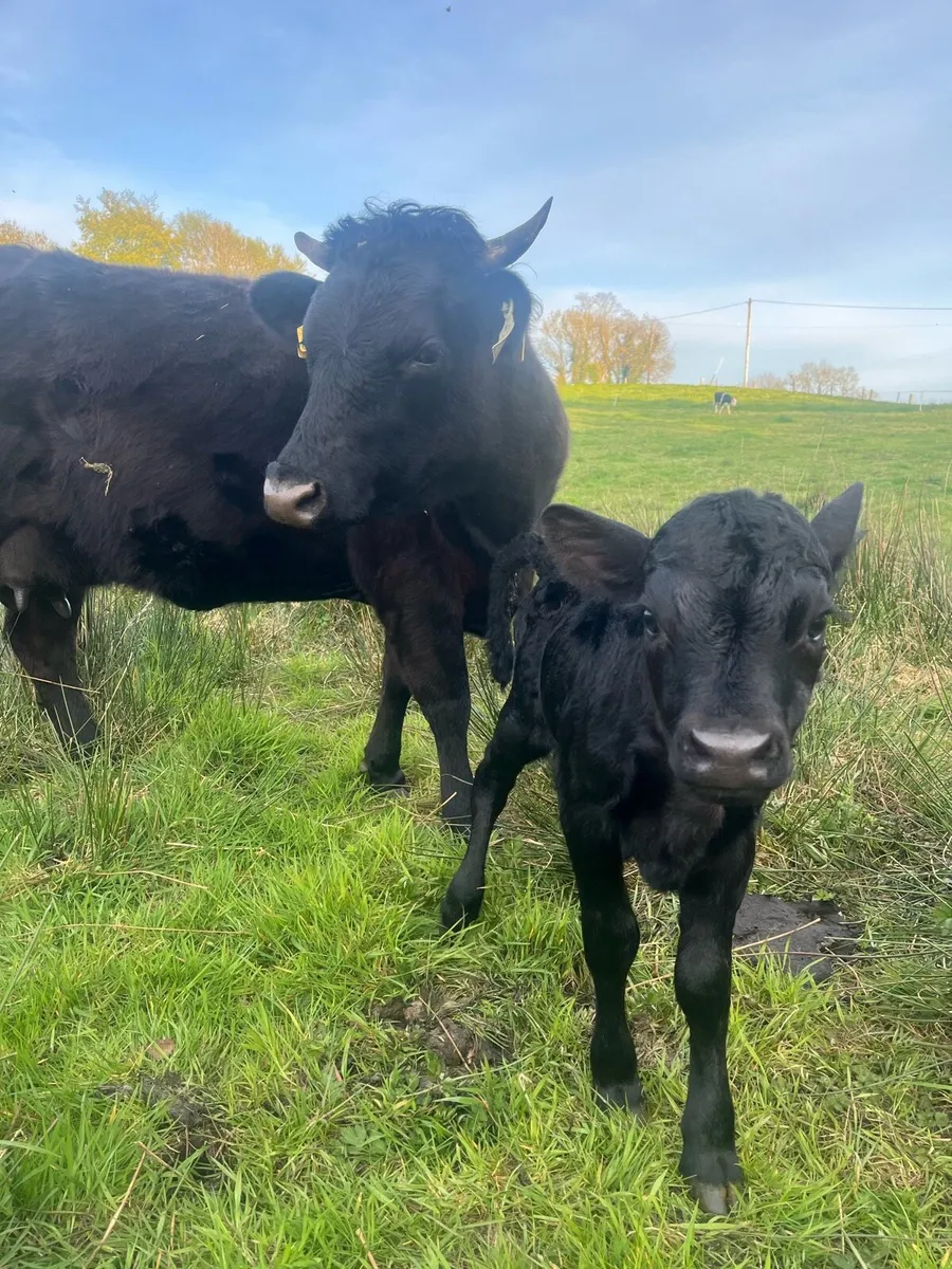 Dexter cow and calf - Image 4