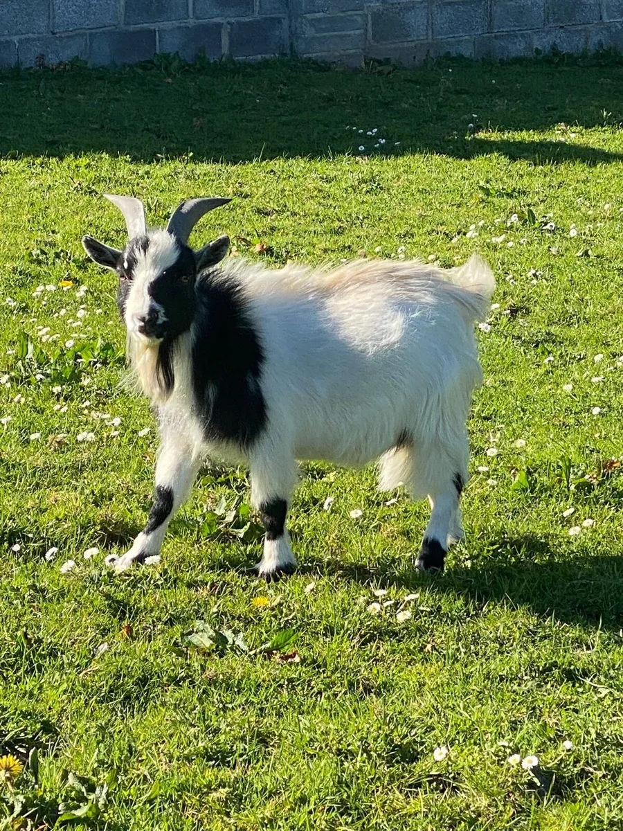 Pygmy Goat - Image 1