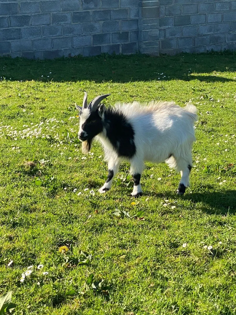 Pygmy Goat - Image 2