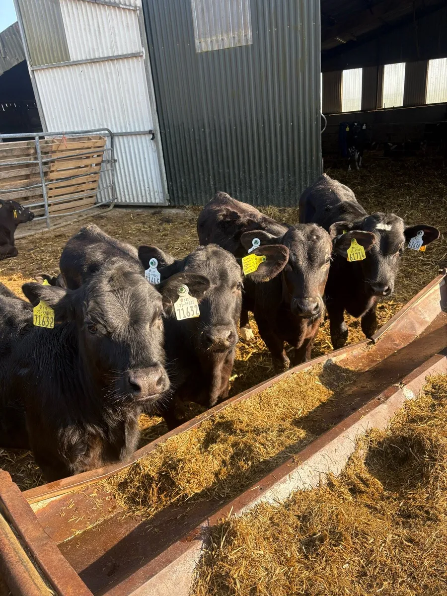 48 Angus & FR Reared Calves - Image 2