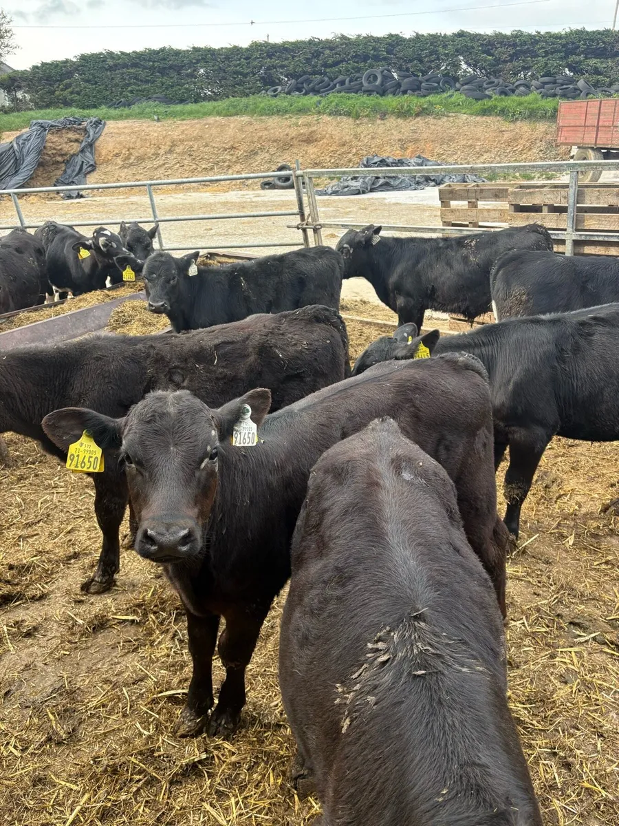 48 Angus & FR Reared Calves - Image 1