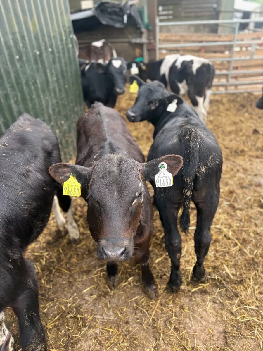 48 Angus & FR Reared Calves - Image 3