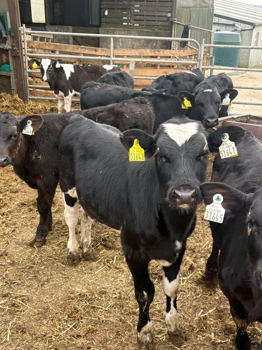 48 Angus & FR Reared Calves - Image 4