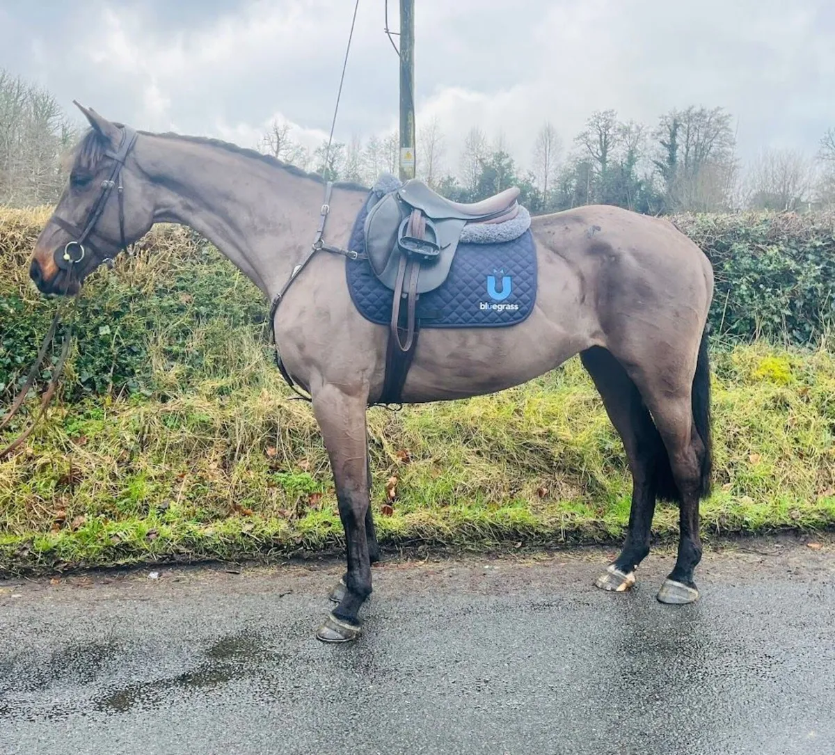 14.2 Quality Bred Mare - Image 1