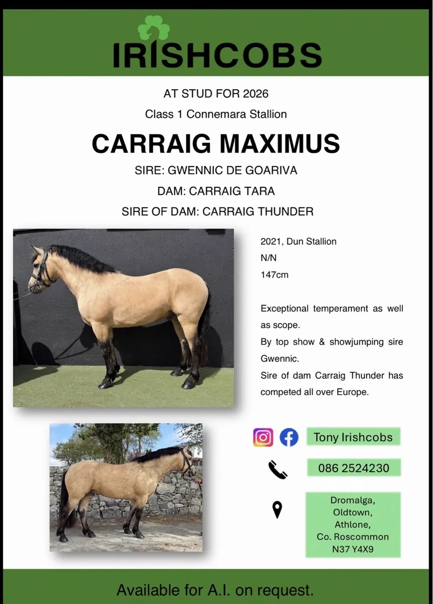 Class 1 stallion - Image 2