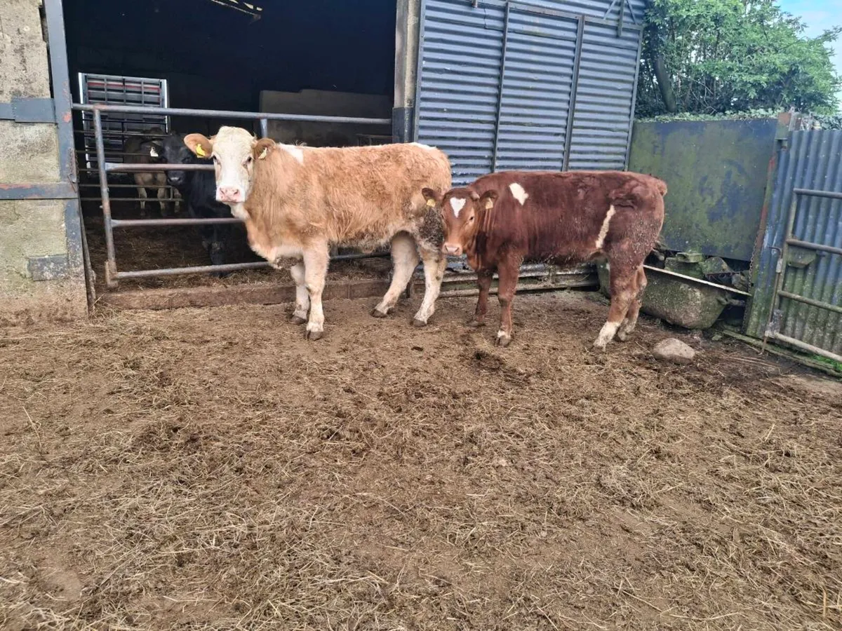 Breeding heifers - Image 3