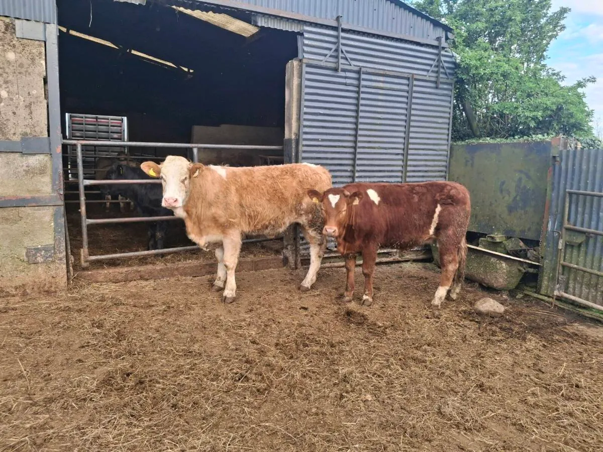 Breeding heifers - Image 4