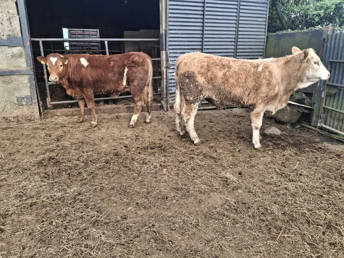 Breeding heifers - Image 1