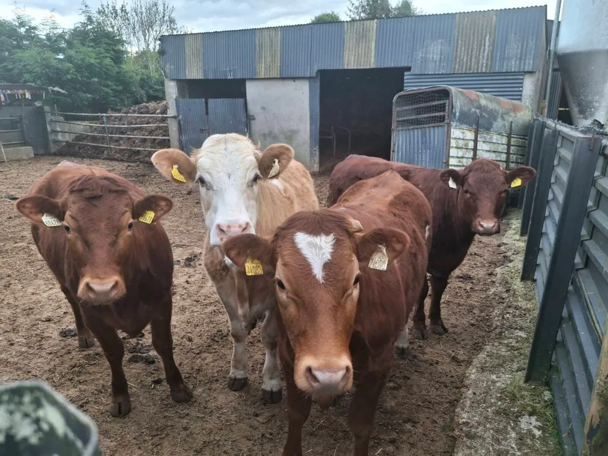 Breeding heifers - Image 2