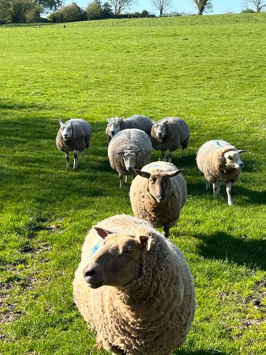 Sheep - Image 1