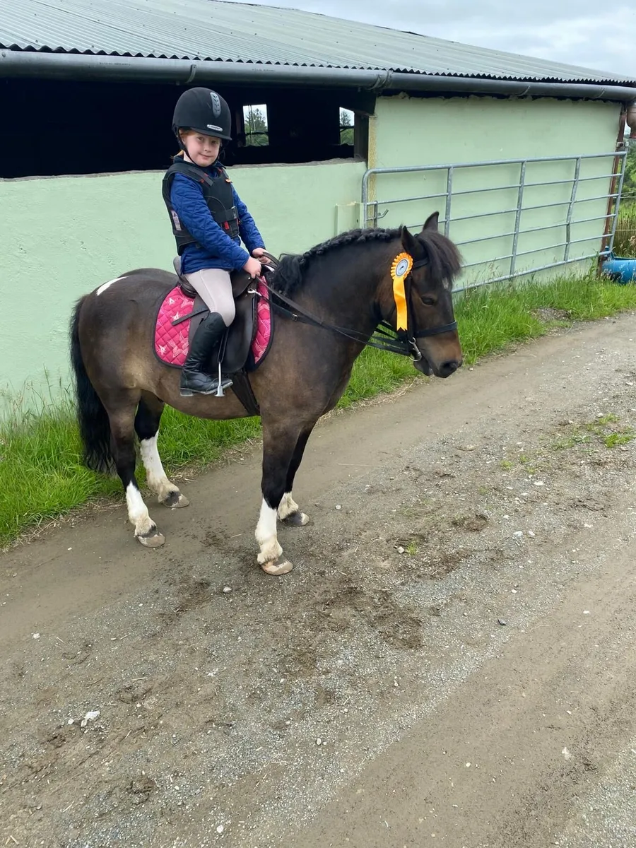 Parents dream beginner 1st pony
