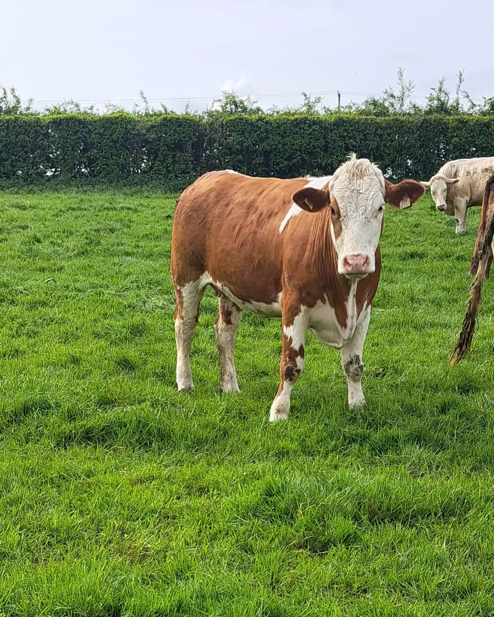 Incalf heifers Tullamore 4th May - Image 1