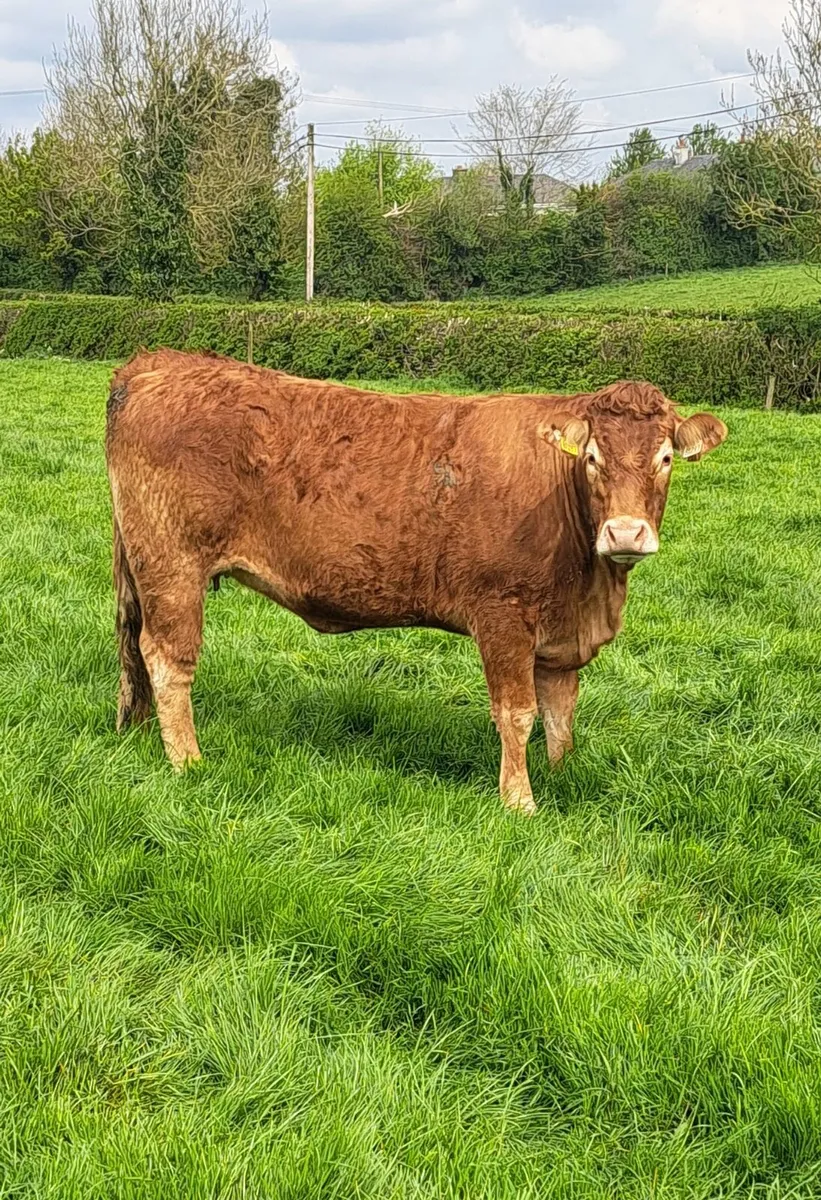 Incalf heifers Tullamore 4th May - Image 3
