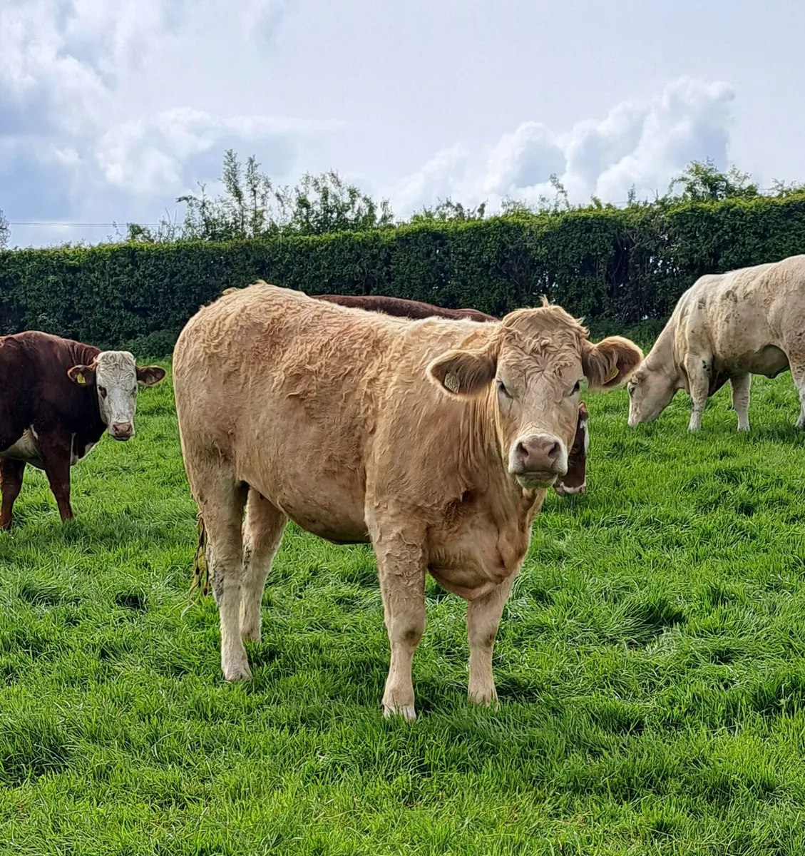 Incalf heifers Tullamore 4th May - Image 4