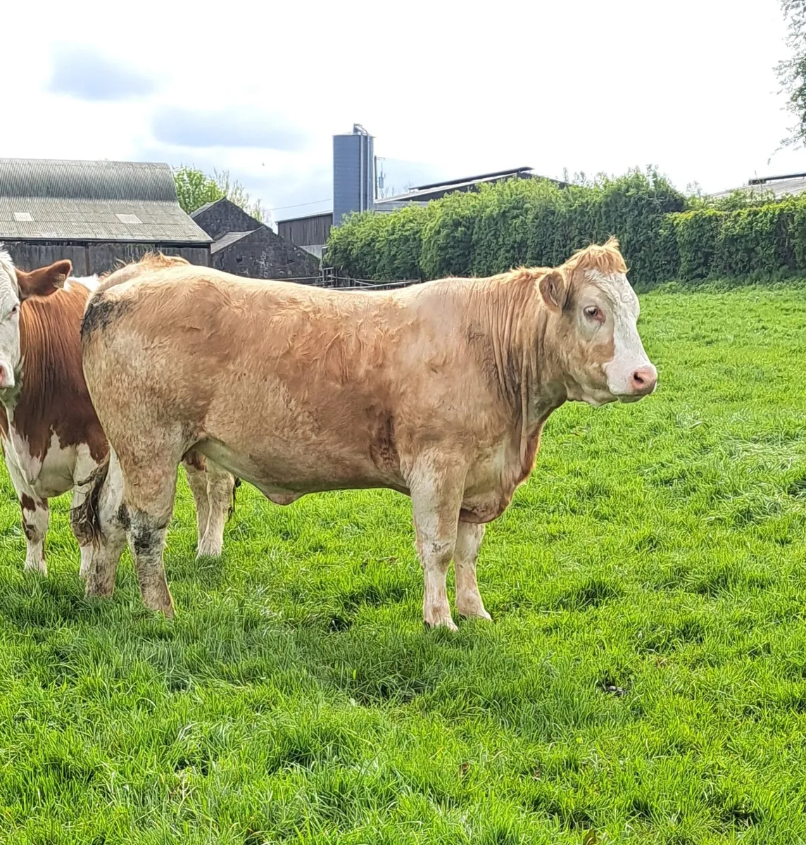 Incalf heifers Tullamore 4th May - Image 2