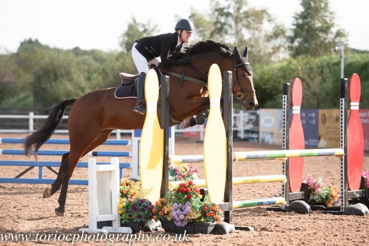 14.2 Quality Bred Mare - Image 3