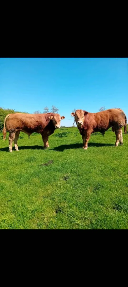 Pedigree limousin bulls 5 star - Image 1