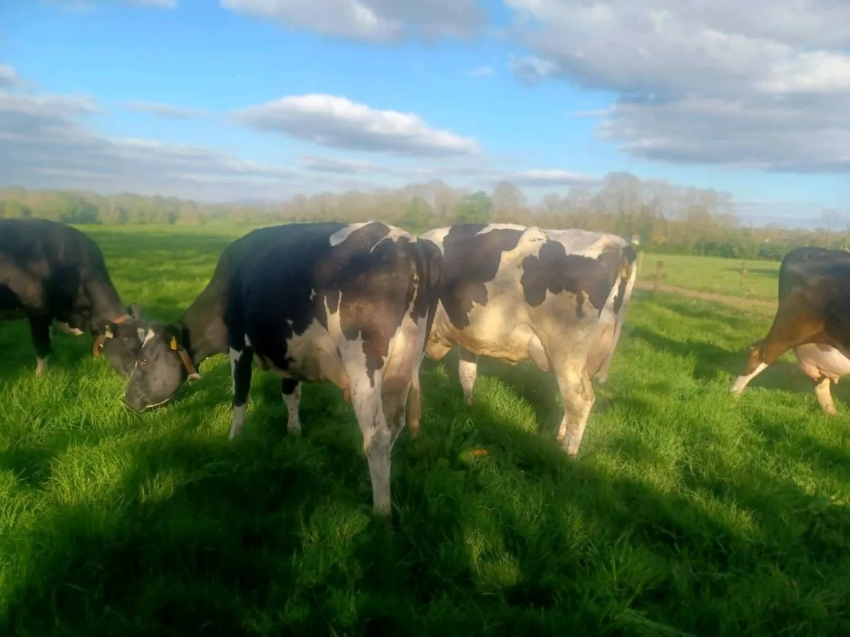 Pedigree cows - Image 1