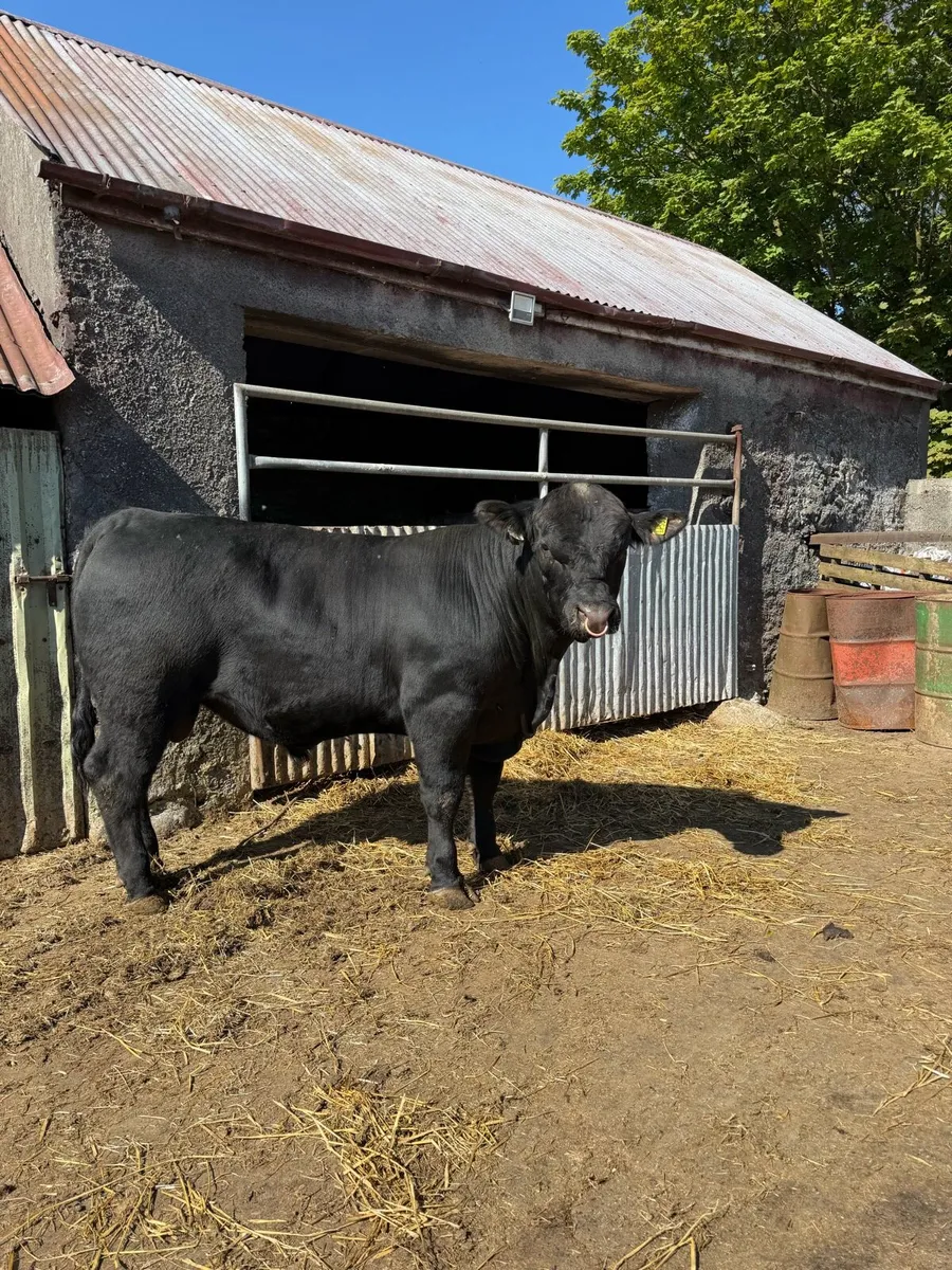 Pedigree Angus Bull - Image 1