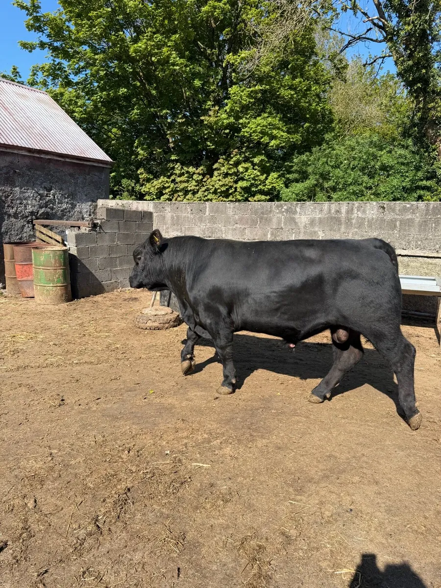 Pedigree Angus Bull - Image 2