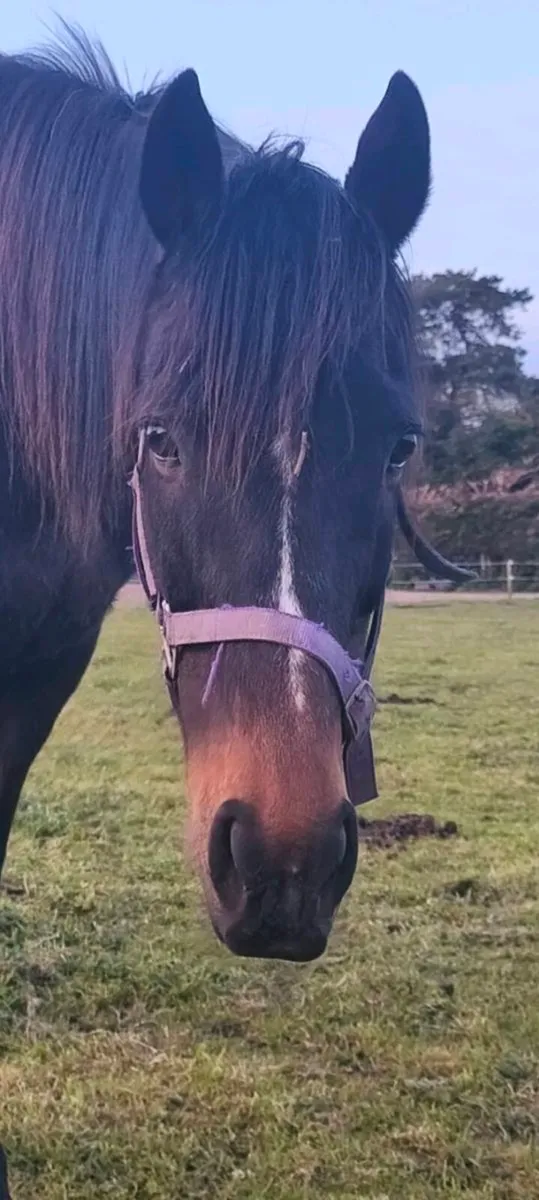 TIH Broodmare - Image 4