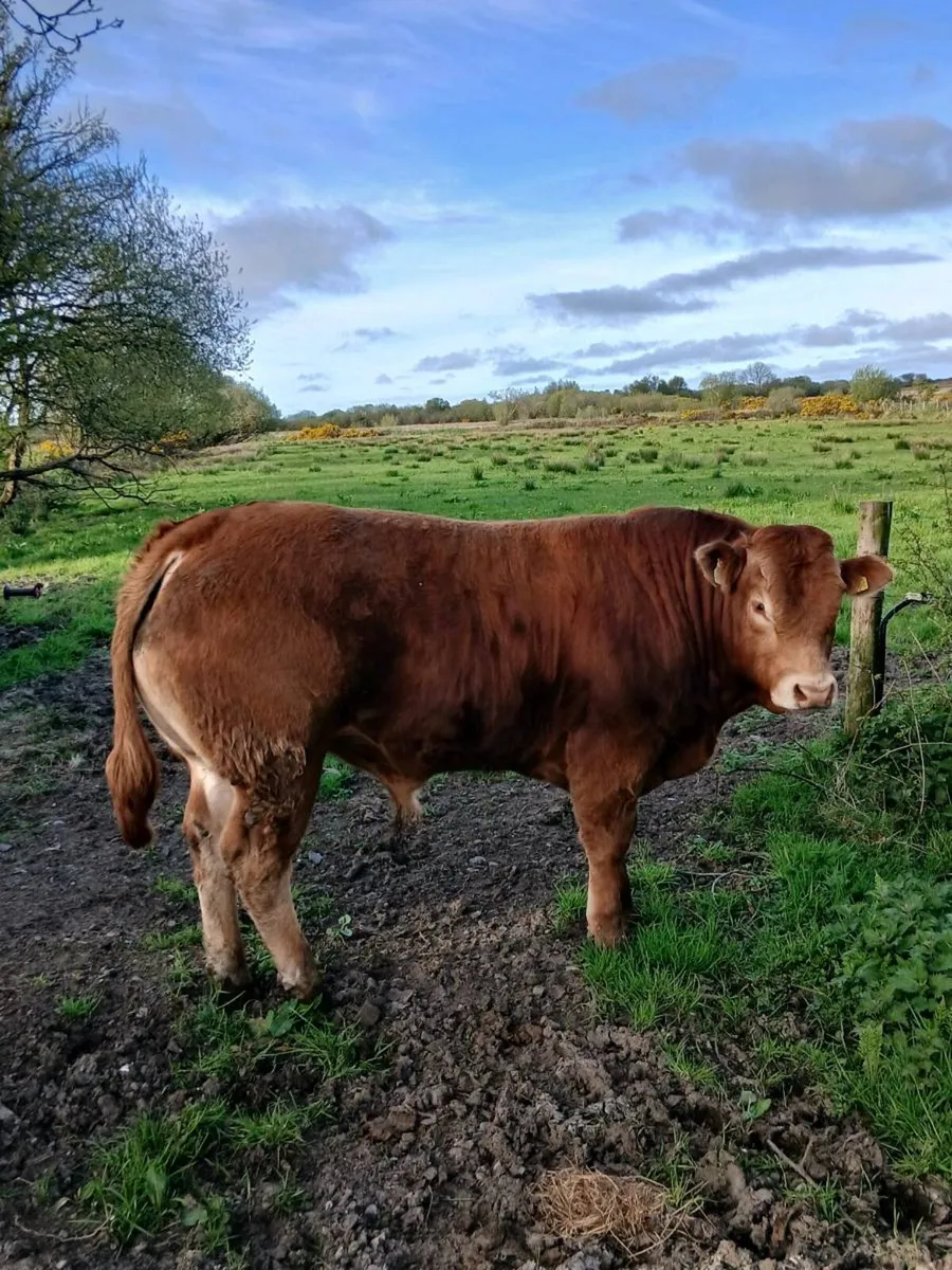 Pedigree registered limousine bull - Image 3