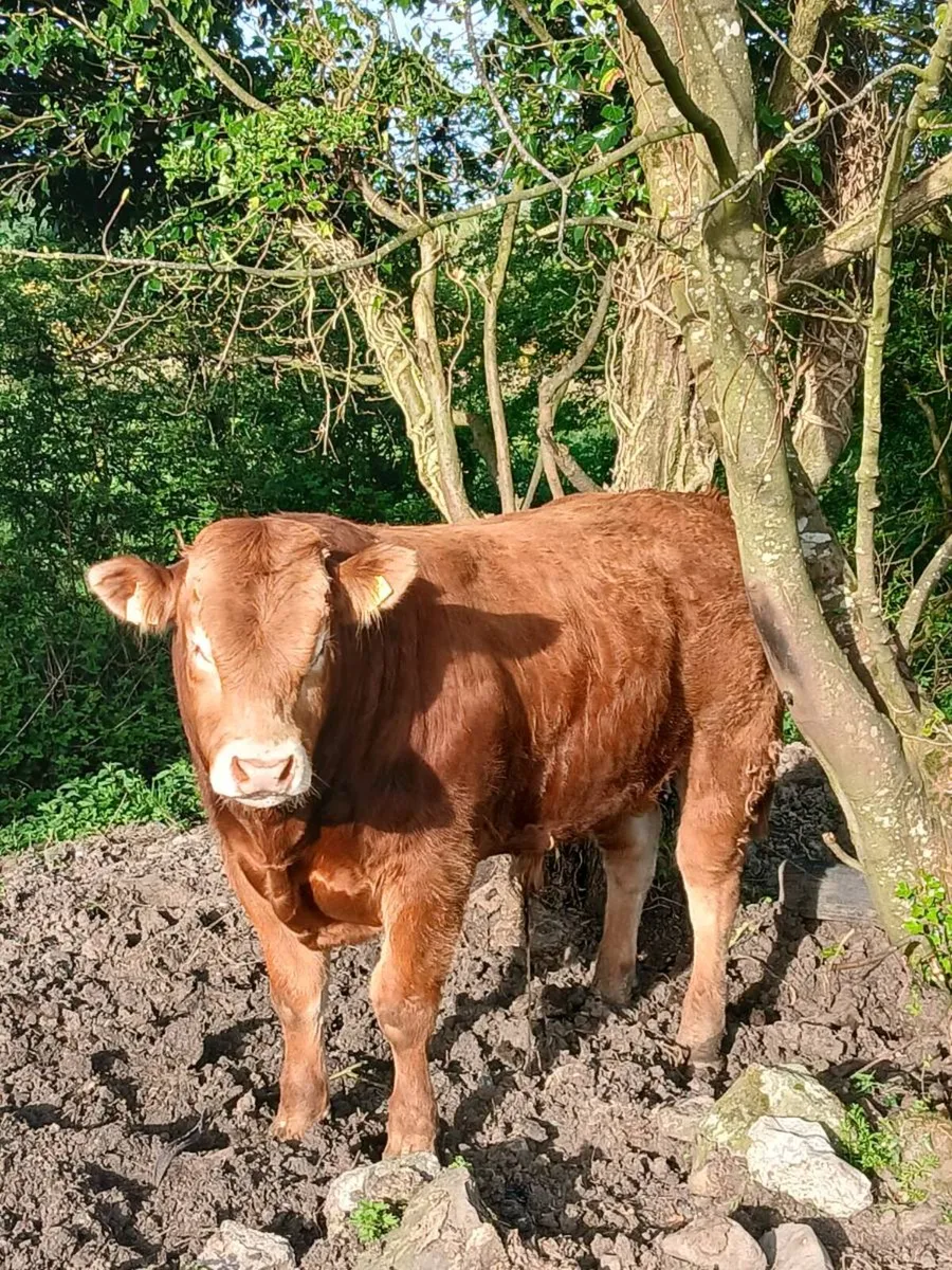 Pedigree registered limousine bull - Image 4