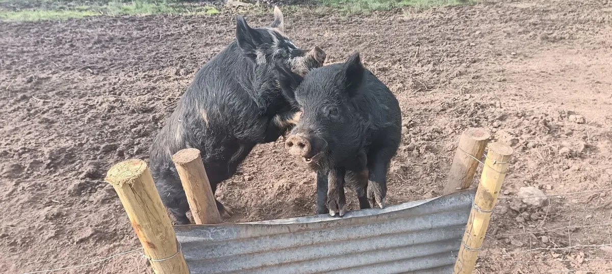 Kune kune pig. - Image 1