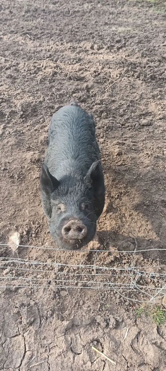 Kune kune pig. - Image 2