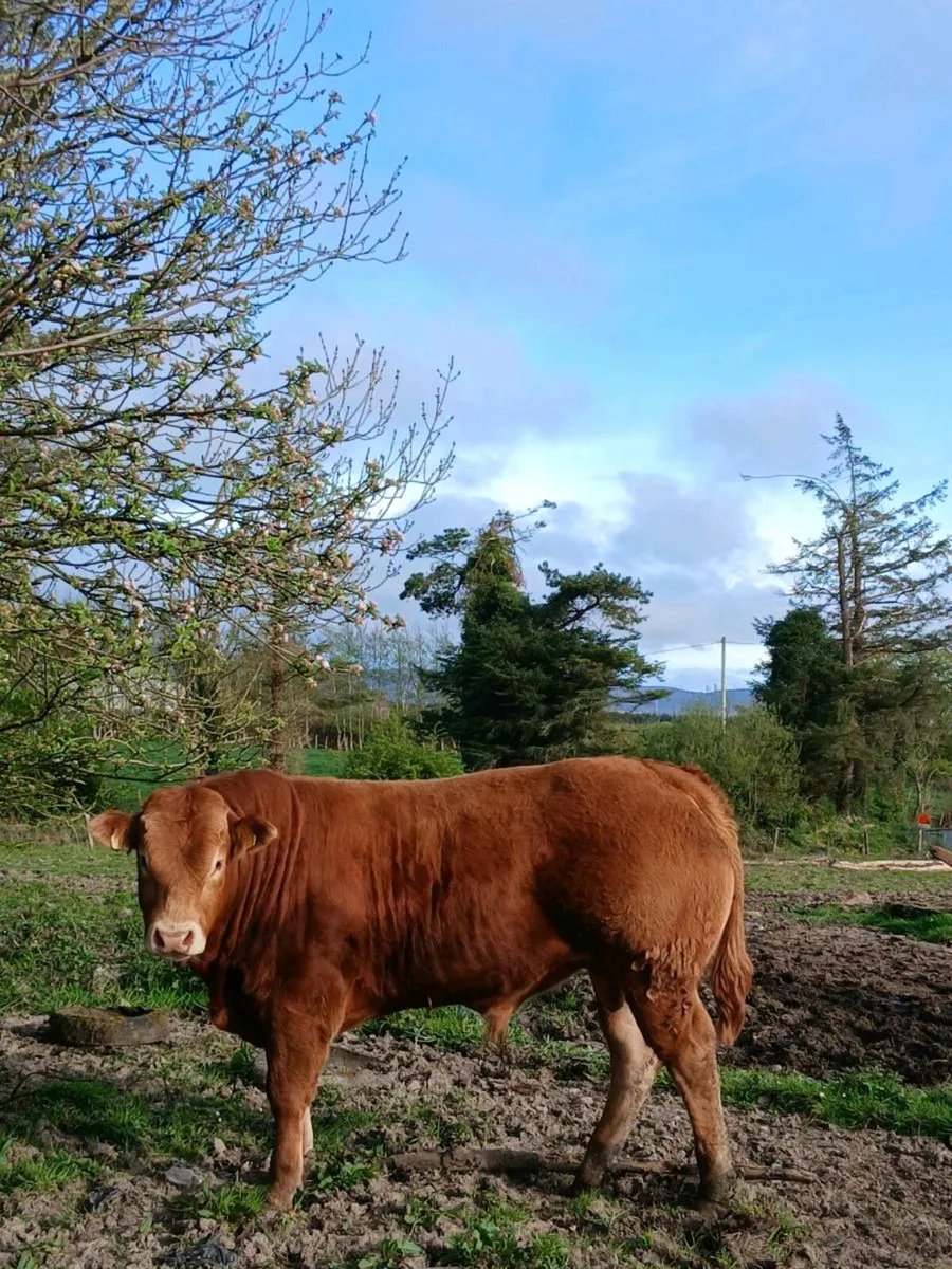 Pedigree registered limousine bull - Image 2
