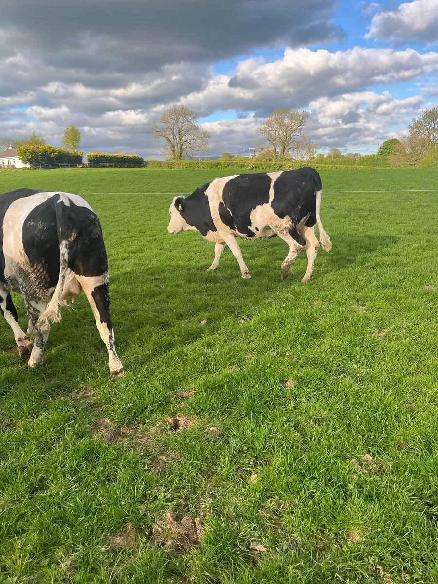 Incalf Fleckvieh heifers for sale - Image 4