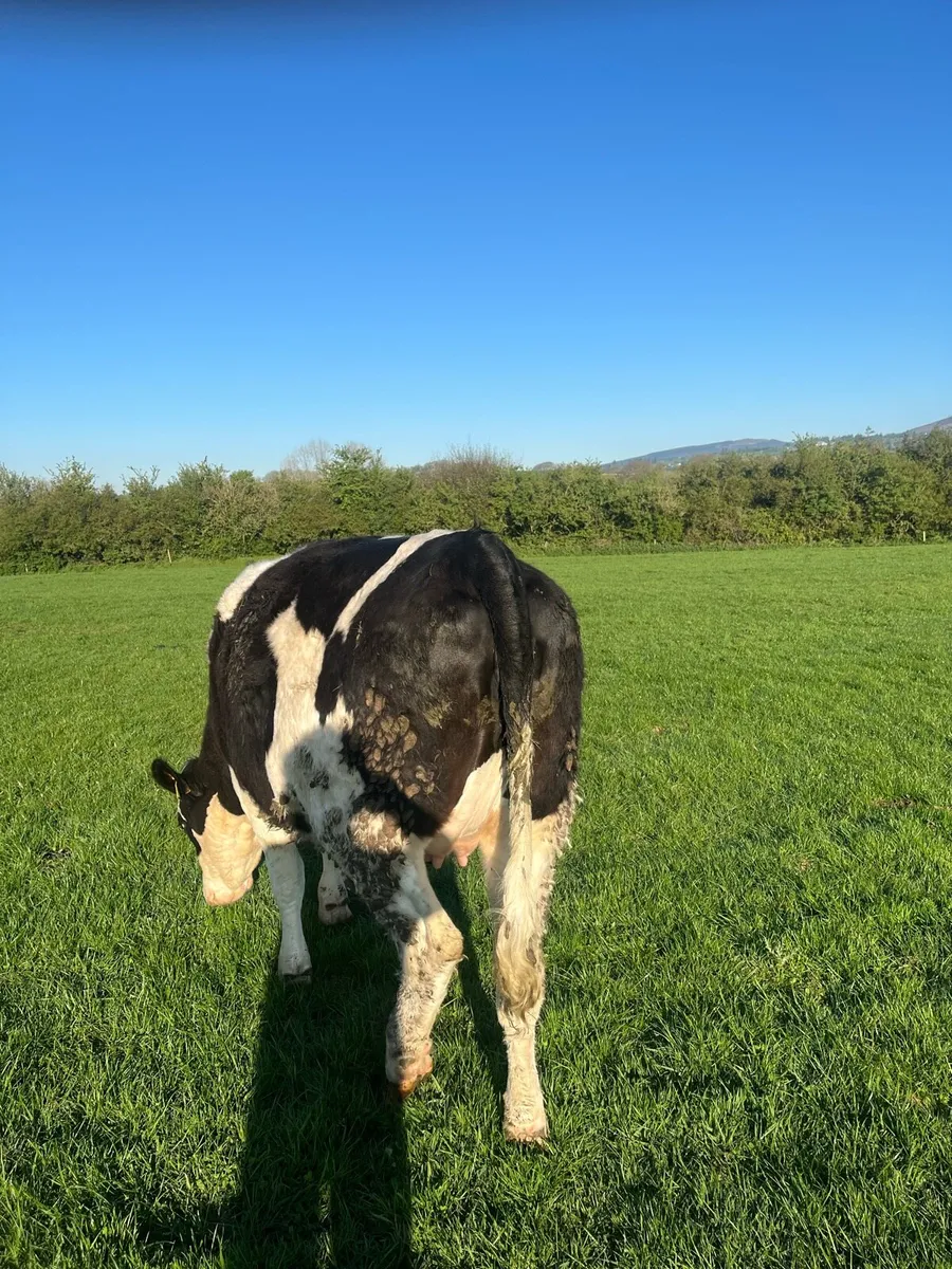 Incalf Fleckvieh heifers for sale - Image 1