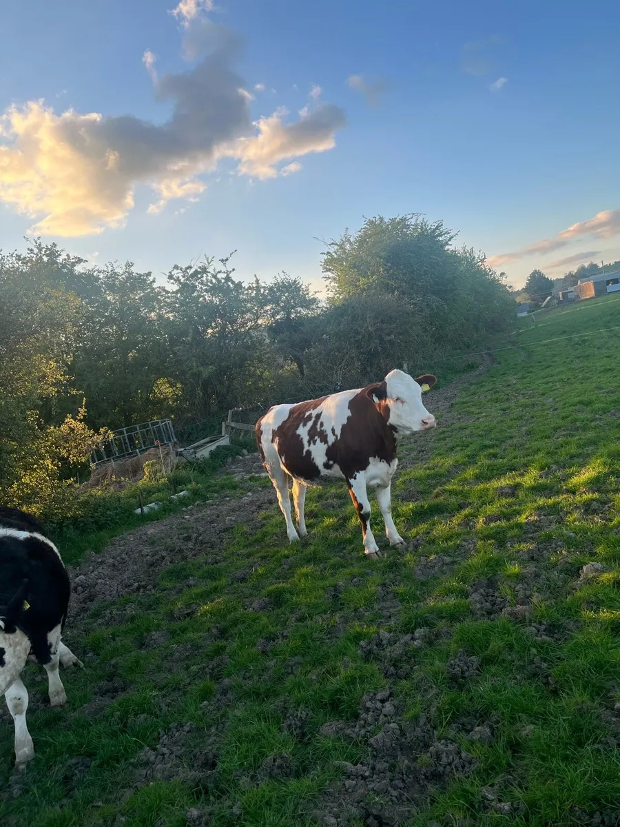 Incalf Fleckvieh heifers for sale - Image 3