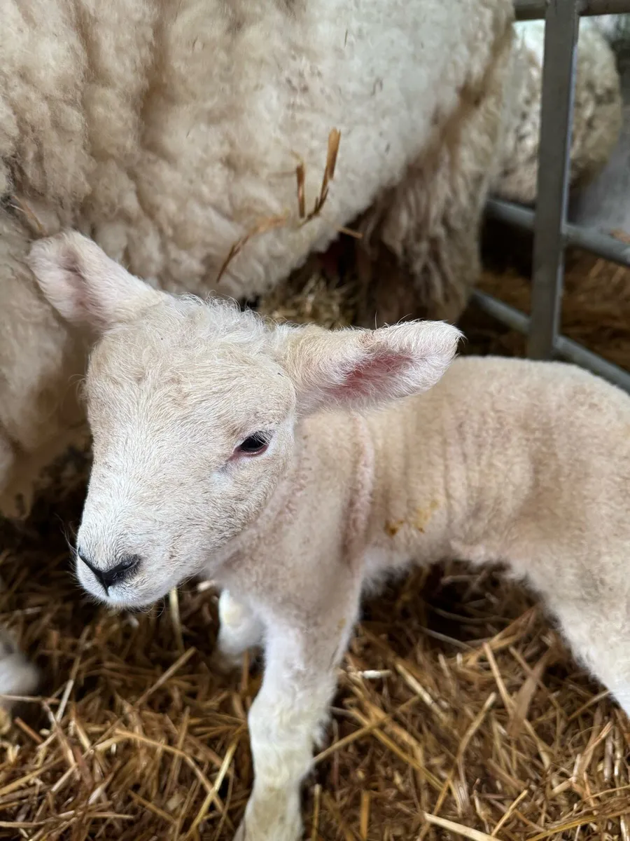 Pet lamb - Image 1