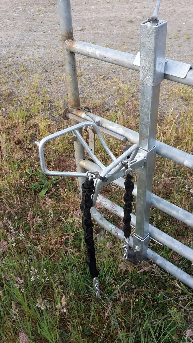 Head Yoke, Sheep Head holder - Image 2