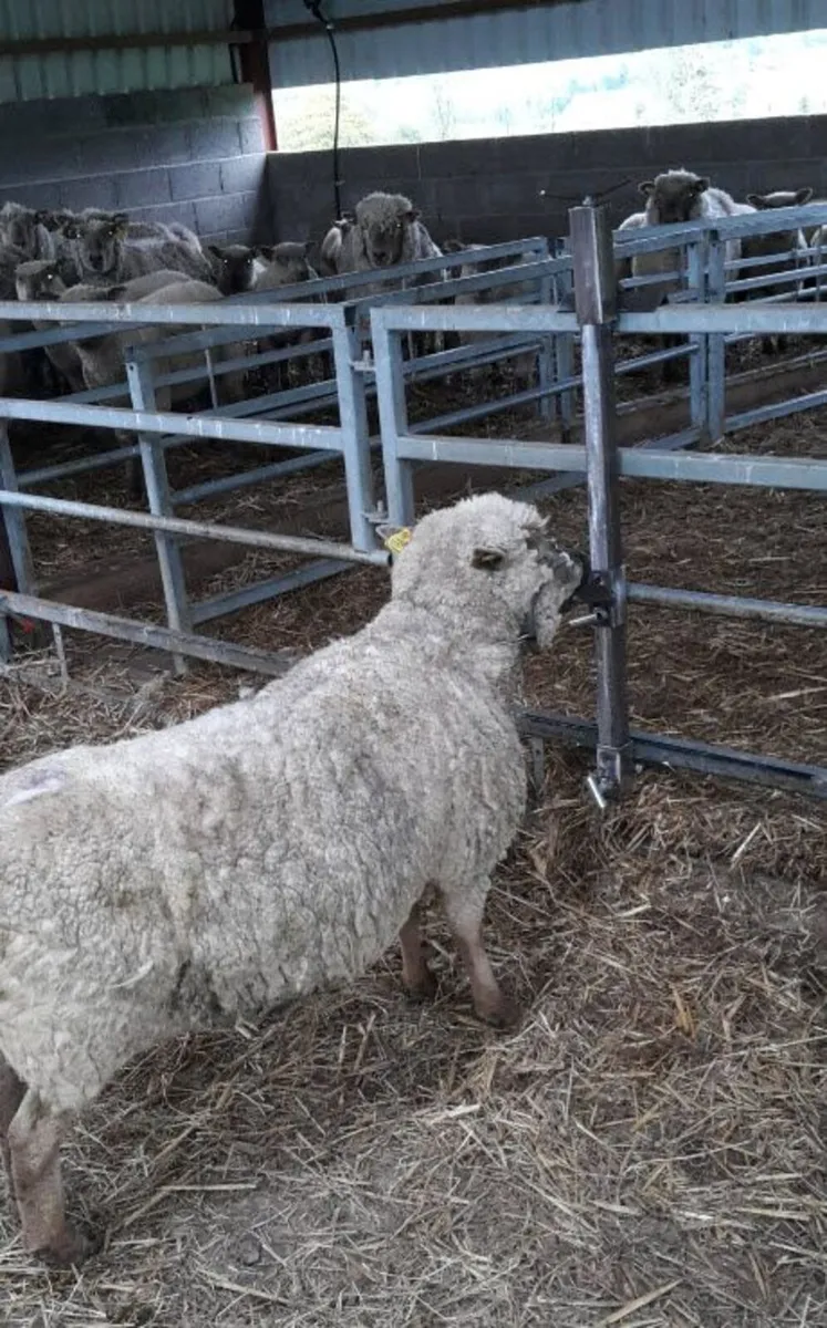 Head Yoke, Sheep Head holder - Image 3