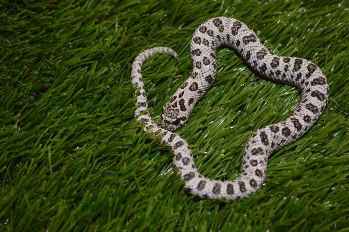 Western hognose snakes - Image 2